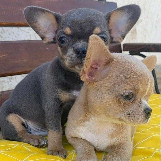 Adorable Teacup Chihuahuas